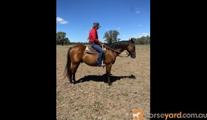 Stock horse cross gelding on HorseYard.com.au