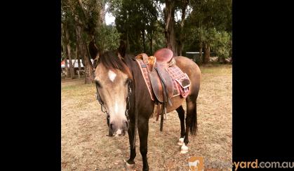 Stunning Sooty Buckskin  on HorseYard.com.au