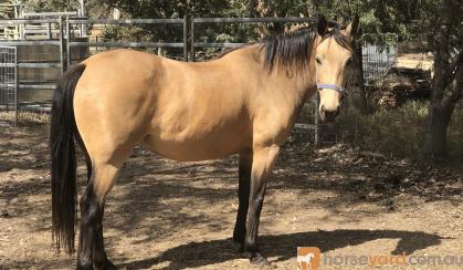 Buckskin Qtr Horse Mare For Sale on HorseYard.com.au