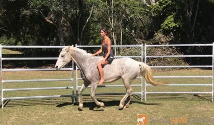 Quiet, Trustworthy Quarter Horse x Stock Horse on HorseYard.com.au