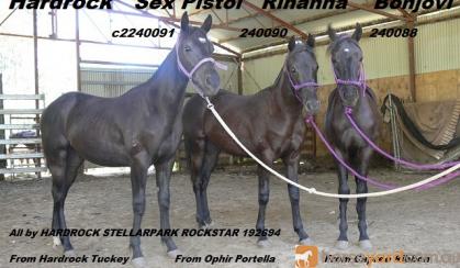 High Show Quality Yearling Filly Hardrock Rihanna, ASH reg. no. 240090, DOB 11/10/2015, should mature 14.3hh as pretty as a picture on HorseYard.com.au