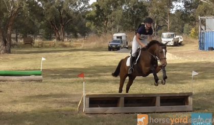 14.2hh 5y/o WB/TB Mare on HorseYard.com.au