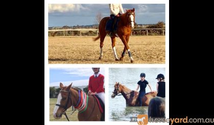 All rounder 16hh for Novice rider  on HorseYard.com.au