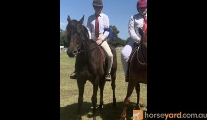 quiet ottb gelding  on HorseYard.com.au
