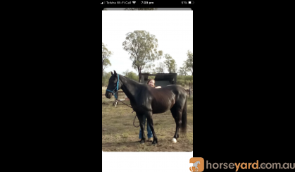 Handsome gelding with potential  on HorseYard.com.au
