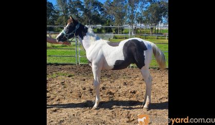 Black and white colt on HorseYard.com.au