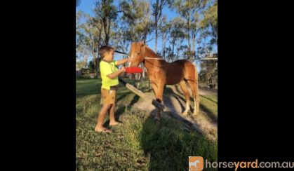 Free Companion Horse  on HorseYard.com.au