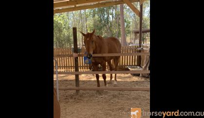 Jimmy Choo  16.1hh 13 y/o OTT Thoroughbred Gelding on HorseYard.com.au