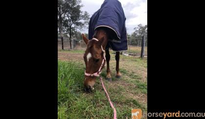 Sweet natured Thoroughbred mare on HorseYard.com.au