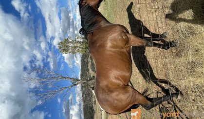 Is this your next future show jumper? on HorseYard.com.au