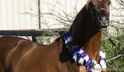 Lovely Arabian Pony on HorseYard.com.au
