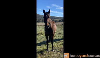 Sweet natured mare  on HorseYard.com.au