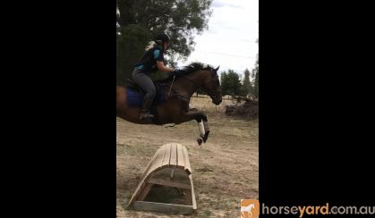 Thoroughbred Gelding on HorseYard.com.au