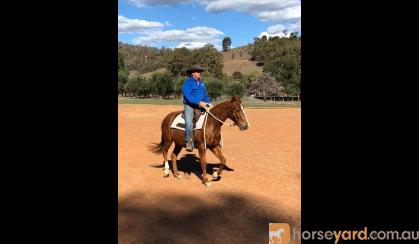 Hard Hat Henry Gelding on HorseYard.com.au