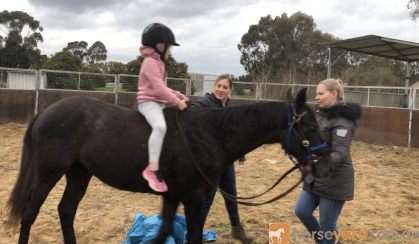 Stockhorse Gelding on HorseYard.com.au