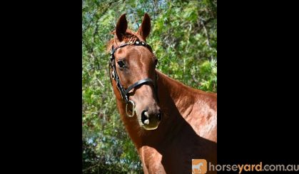 Quarter horse broodmare  on HorseYard.com.au