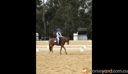 Performance Pony 12.1hh 5yo on HorseYard.com.au