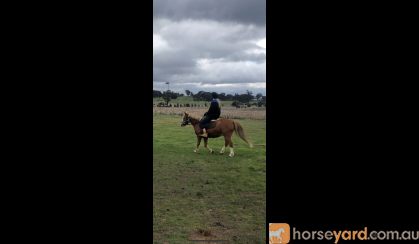 Perfect project pony on HorseYard.com.au