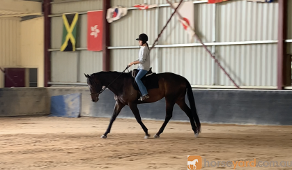 Gelding for sale  on HorseYard.com.au