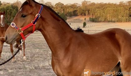 Oriana Allure on HorseYard.com.au
