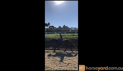 Lovely ISH Allrounder For Sale  on HorseYard.com.au