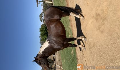 Paint Quarter Horse  on HorseYard.com.au