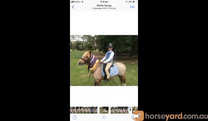 12.2 welsh Gelding  on HorseYard.com.au