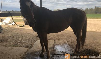 Solid reg paint mare on HorseYard.com.au