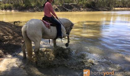 Quiet Percheron Mare, confidence builder on HorseYard.com.au