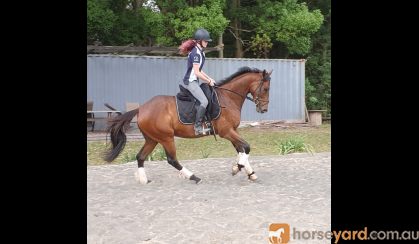 Seriously Flash OTTB Gelding!! on HorseYard.com.au