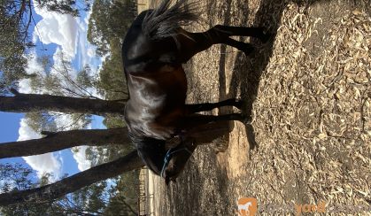Quiet standardbred gelding on HorseYard.com.au