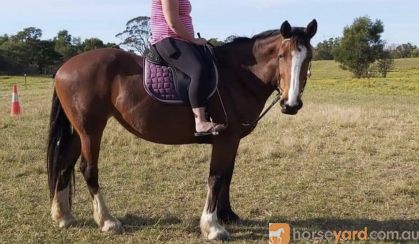 Clydie x Mare  on HorseYard.com.au