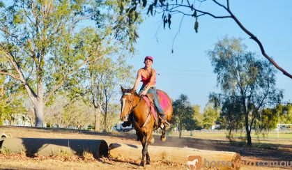  Quiet heritage Stockhorse mare on HorseYard.com.au