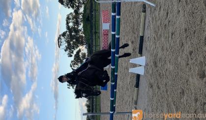 Showjumping school mistress - BERRIVALE sky blue on HorseYard.com.au