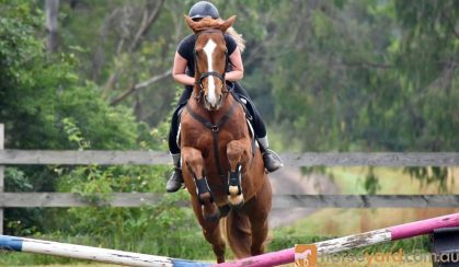 Lovely Ottb Gelding on HorseYard.com.au