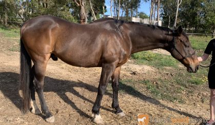 Urgent forever home  on HorseYard.com.au