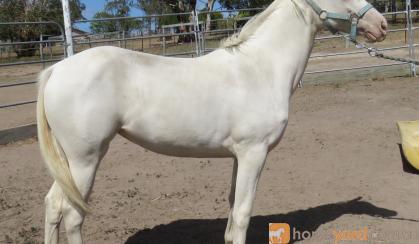 Stunning Cremello Filly on HorseYard.com.au