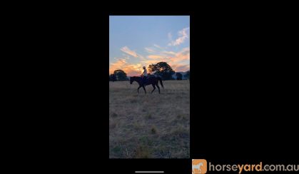 Eventer/All rounder on HorseYard.com.au