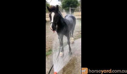 Stunning Black Gypsy Cob Gelding For Sale on HorseYard.com.au