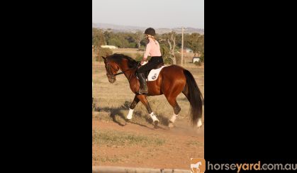 Kind OTTB Gelding  on HorseYard.com.au