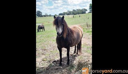 Buckskin Pony Mare on HorseYard.com.au