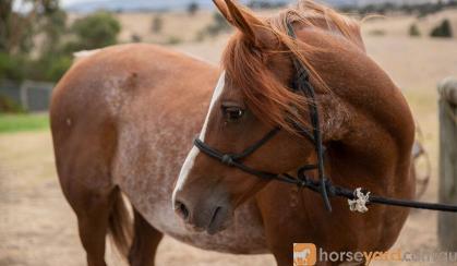 14.2 Arabian Gelding on HorseYard.com.au