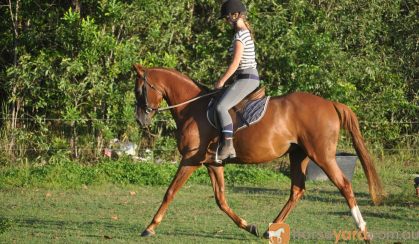 Talented Part Welsh on HorseYard.com.au