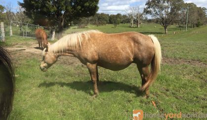 Cremello QH colt on HorseYard.com.au