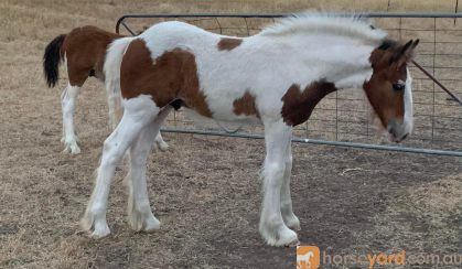 Lovely Clydesdale x Colt  on HorseYard.com.au