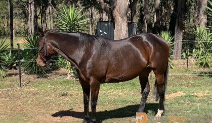 Chunky SB Mare on HorseYard.com.au