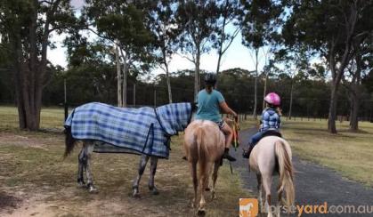 Trail Riding Appaloosa on HorseYard.com.au