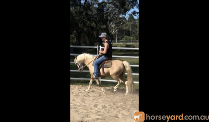 Gelding  on HorseYard.com.au