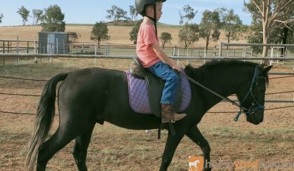 riding pony on HorseYard.com.au