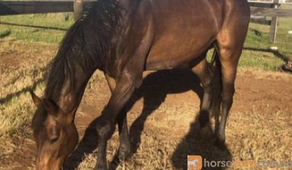 Big friendly Giant - TB Gelding  on HorseYard.com.au